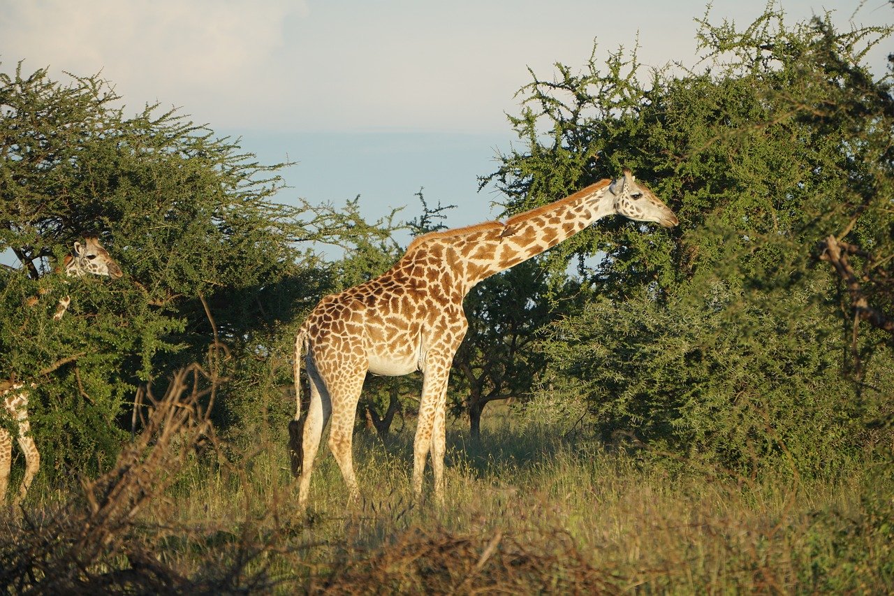 The secret senses of african plants - Safari in Kenya | Paka Safaris