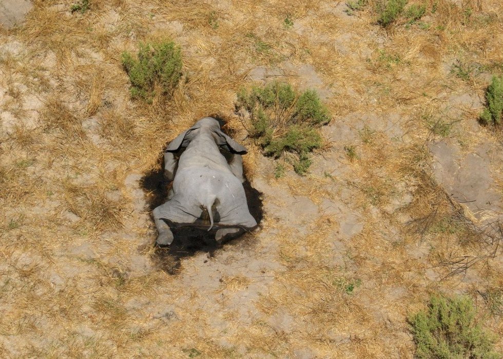 african safari deaths