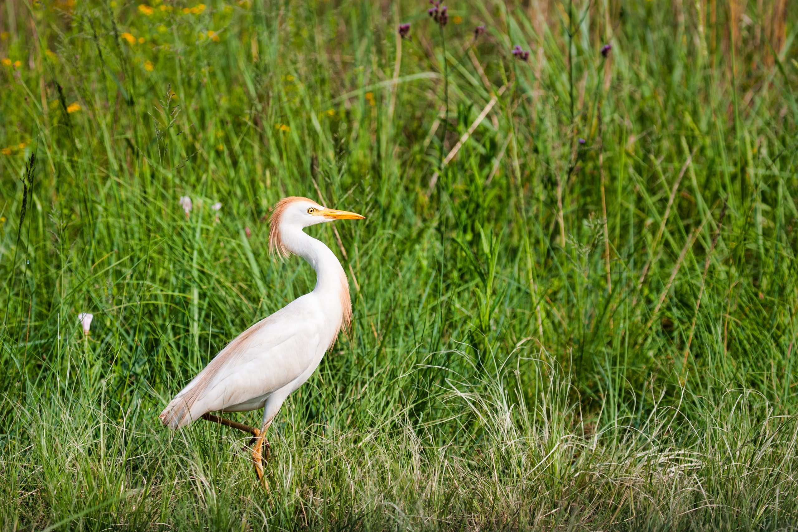 cattle-egret-safari-in-kenya-paka-safaris