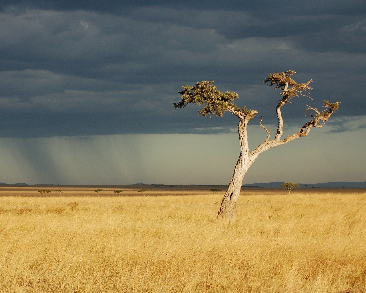 Sai perché gli alberi in savana hanno la chioma piatta? - Safari in ...